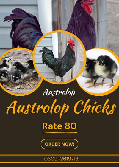 Austrolop Chicks Available