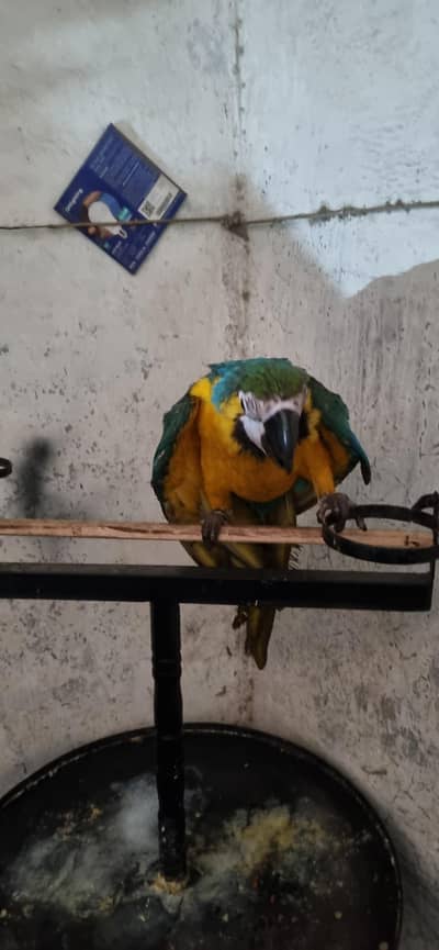 macaw