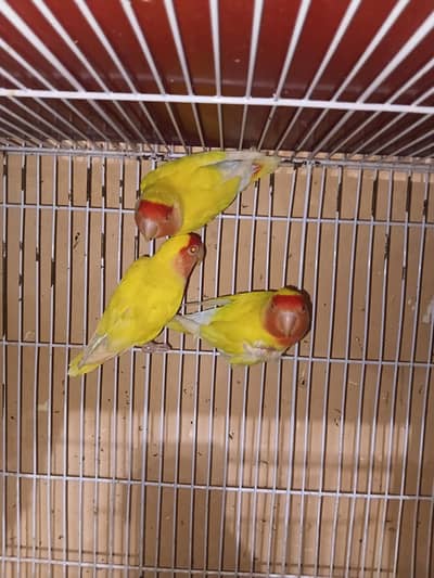 love birds healthy pairs