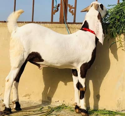 rajanpuri bakra for sale