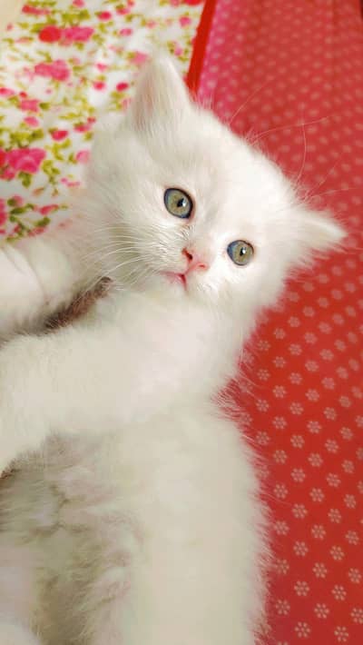 Adorable Persian Kitten For Sale