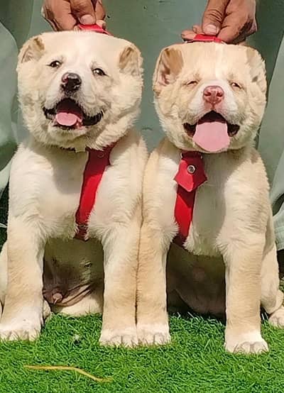 king alabai puppies available for sale security dogs