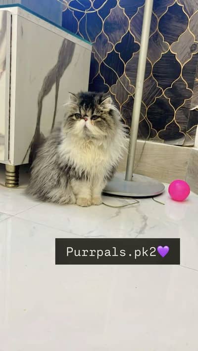Persian Peke stud male