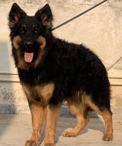 German shepherd dog/male/pup/