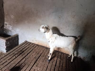 teddy nasee mail price final hai