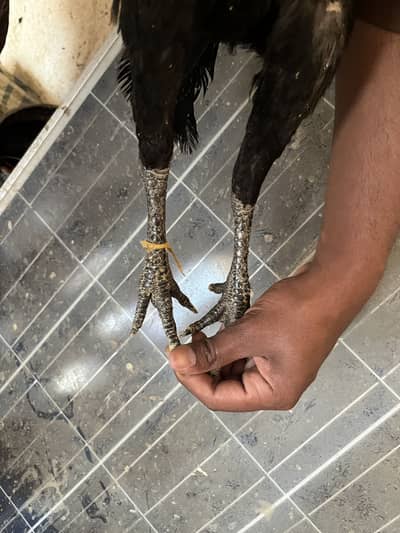 Aseel dragon x Thai full muzboot