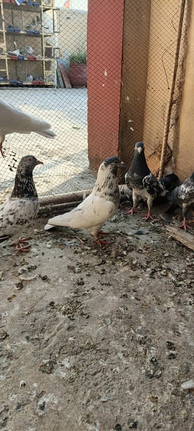 original batera male old breed