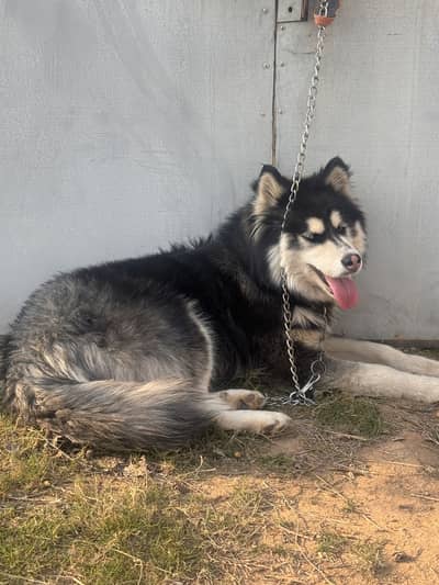 Siberian husky female 8 months