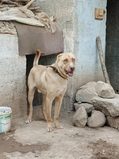 11 month bultare dog security best dog  security pa laga hua .