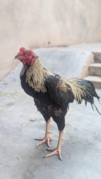 burmi+Pakistani aseel