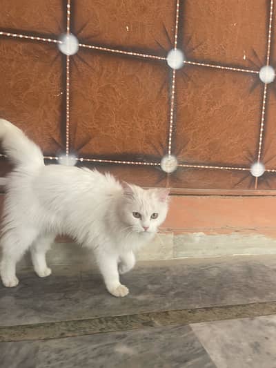 Persian cats 2 female for sale