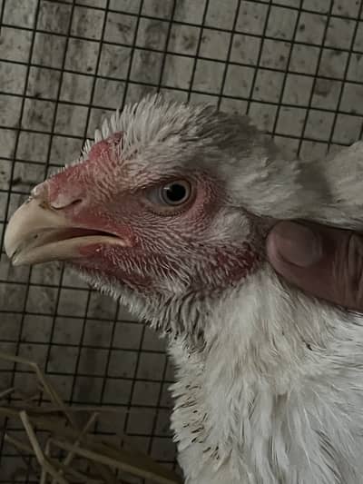 White Aseel Shamo Hen (Kurak)