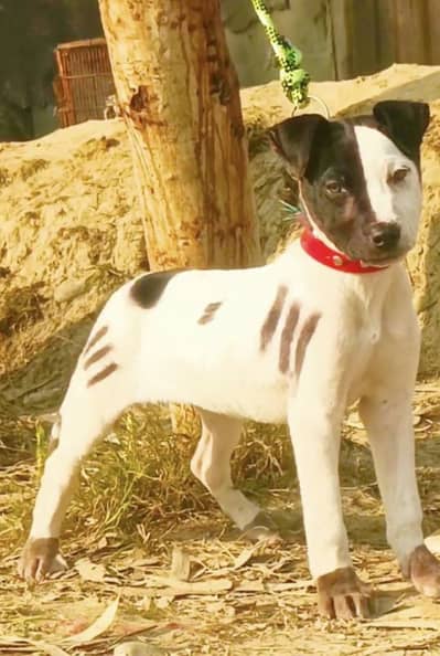 lapa gultair  mail 3 month for sale