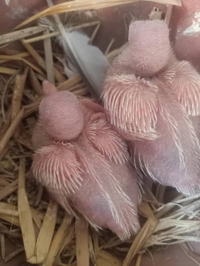 Australian Parrot and Khumray Pairs