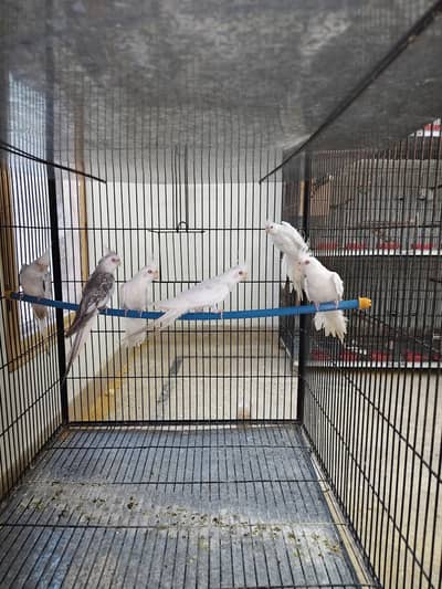 Eno cocktail and fellow cocktail