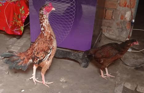 دو مرغے اور دو مرغیاں فار سیل ہیں