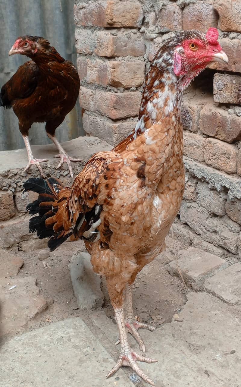 دو مرغے اور دو مرغیاں فار سیل ہیں 1