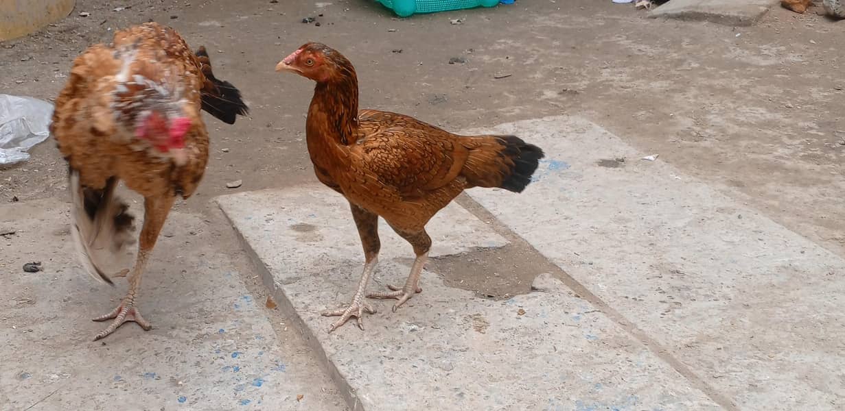 دو مرغے اور دو مرغیاں فار سیل ہیں 2