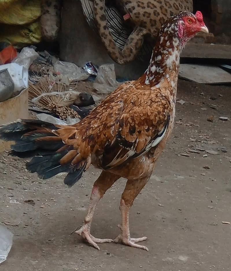 دو مرغے اور دو مرغیاں فار سیل ہیں 3