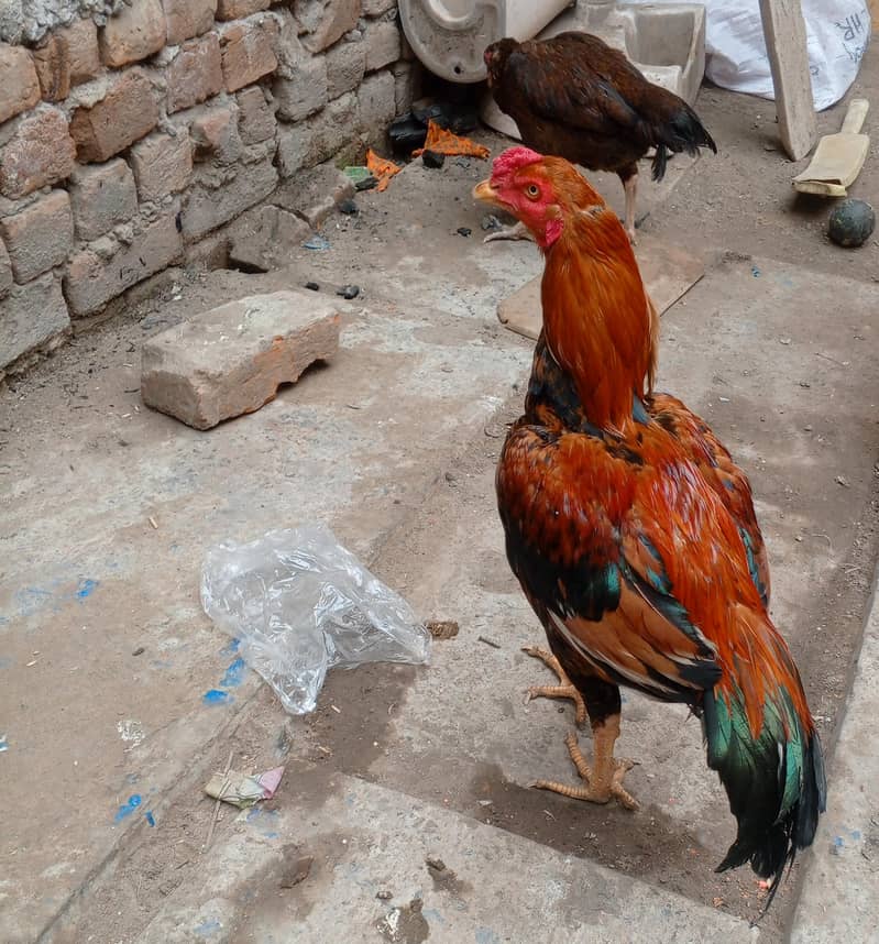 دو مرغے اور دو مرغیاں فار سیل ہیں 4