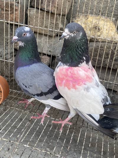 Achi nasal k high flyers