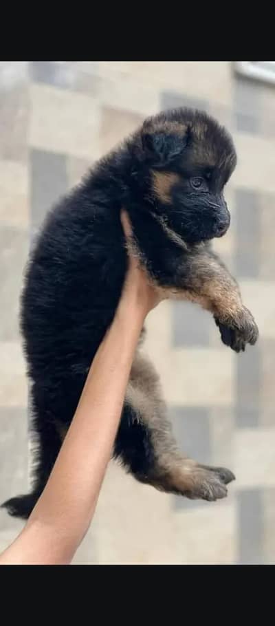 German Shepherd