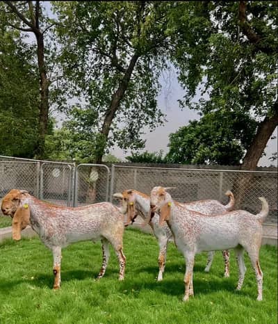 I like you is best Shok my house 