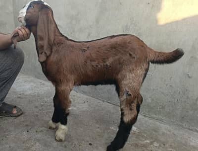 nagra cross bacha 2 maa charo