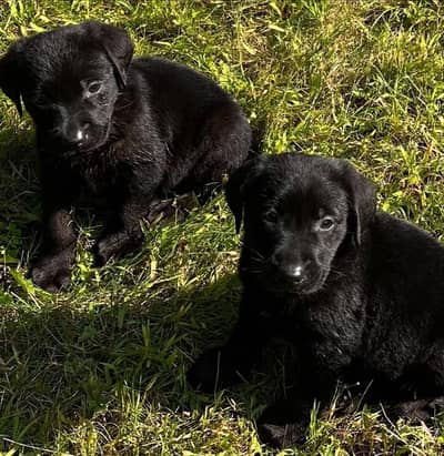 Labrador puppies