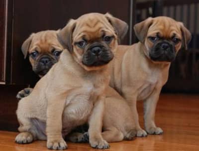 beautiful pup  female young female imported