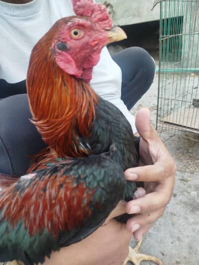 Aseel Murgha for Sale