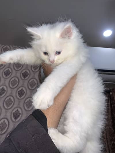 Persian kitten semi punch face