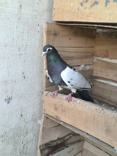 Red Gul dar fancy pigeon