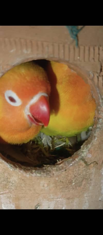 Latino personata  & blue Fisher