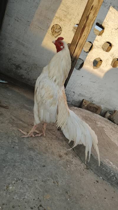 for sale contact no 03379206870