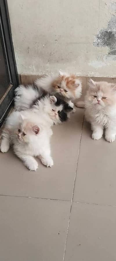 Pure Persian kittens available for sale (adult cats on adoption