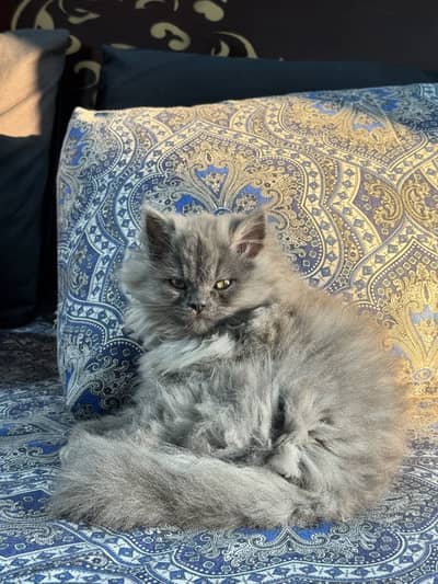 Persian triple coat femalekitten
