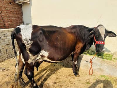 Girlando freezian cross 03027373917