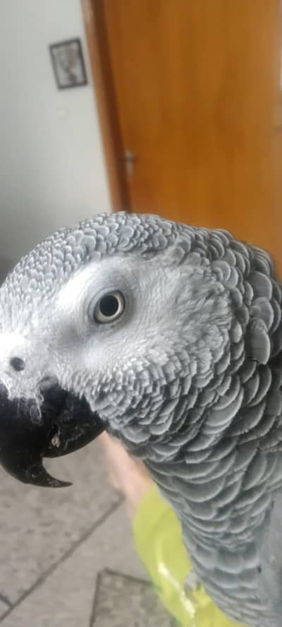 [African grey parrot]