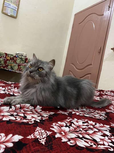 Persian Cat ash Color for sale