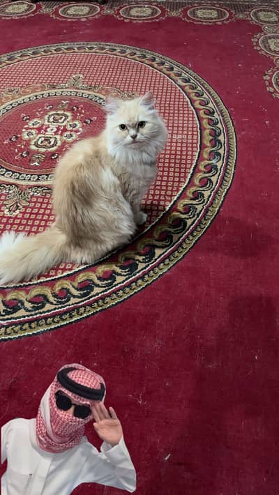 Persian Female