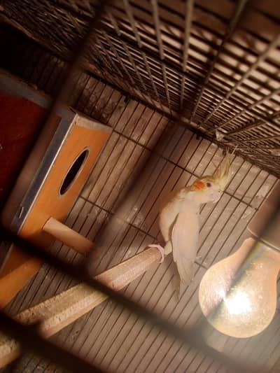 birds cocktail breeder pair