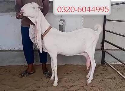 گلابی دیسی گبن بکری فور سیل