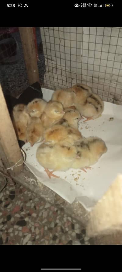 03324711511 11 bacha ha pakistani ha thai ka corss ma