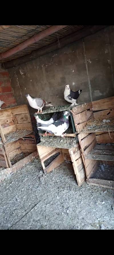 Fancy Kabootar Available Hai