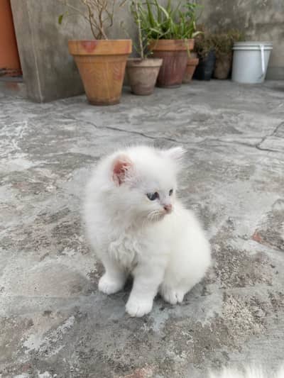 persian tripple coated odd eye male or female kitten