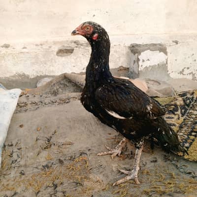 cheeni aseel Madi home breed khulli dhum high quality