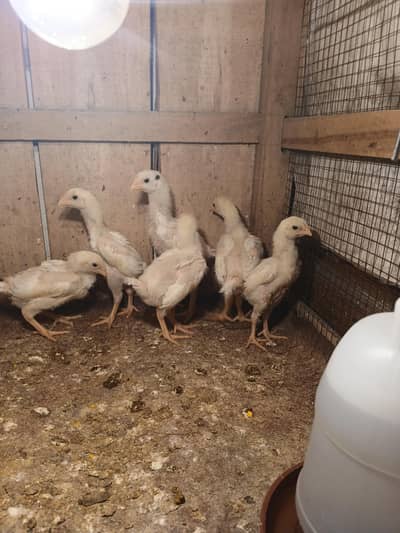 SHAMO | WHITE SHAMO | KING SHAMO CHICKS | JAPANESE SHAMO