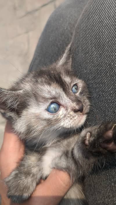 Double coat Persian kittens