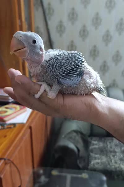 Raw Male Chick Home Breed (03497560979)